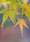 USA- Washington State- Seabeck. Japanese maple leaves after autumn rainstorm. Art Print
